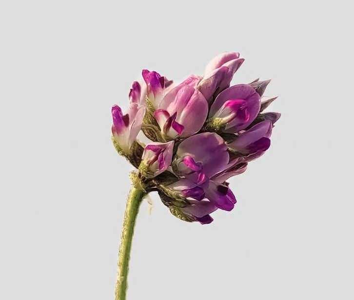 Бакучиол — аналог ретинола для летнего сезона